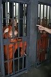 jailbird Shyla Stylez com Grande mamas em um hardcore foda no o chuveiro